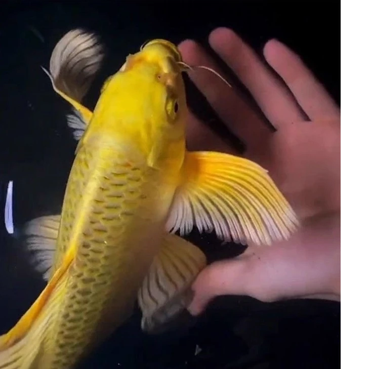 蝴蝶鲤短身球体观赏鱼冷水鱼苗金鱼好养包活