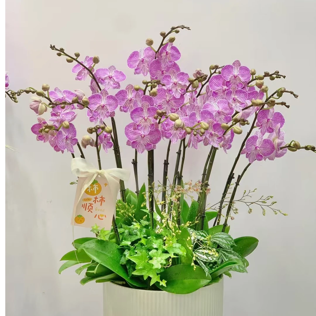 【3.5寸杯】爆花品种 2个花剑 【情丝】蝴蝶兰