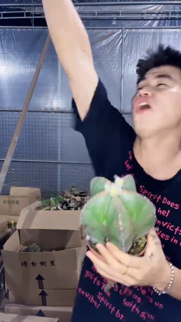 实生根 大号 鸾凤玉