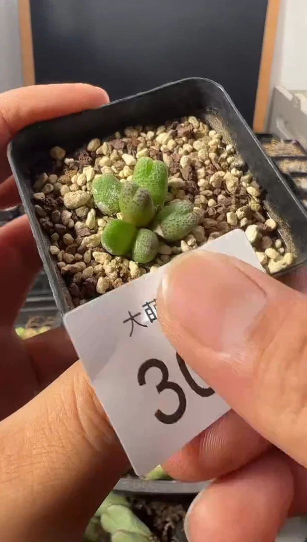 灵*一物一拍         --306