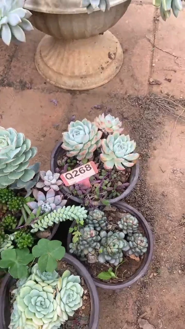 Q268多肉组合默认脱土发货