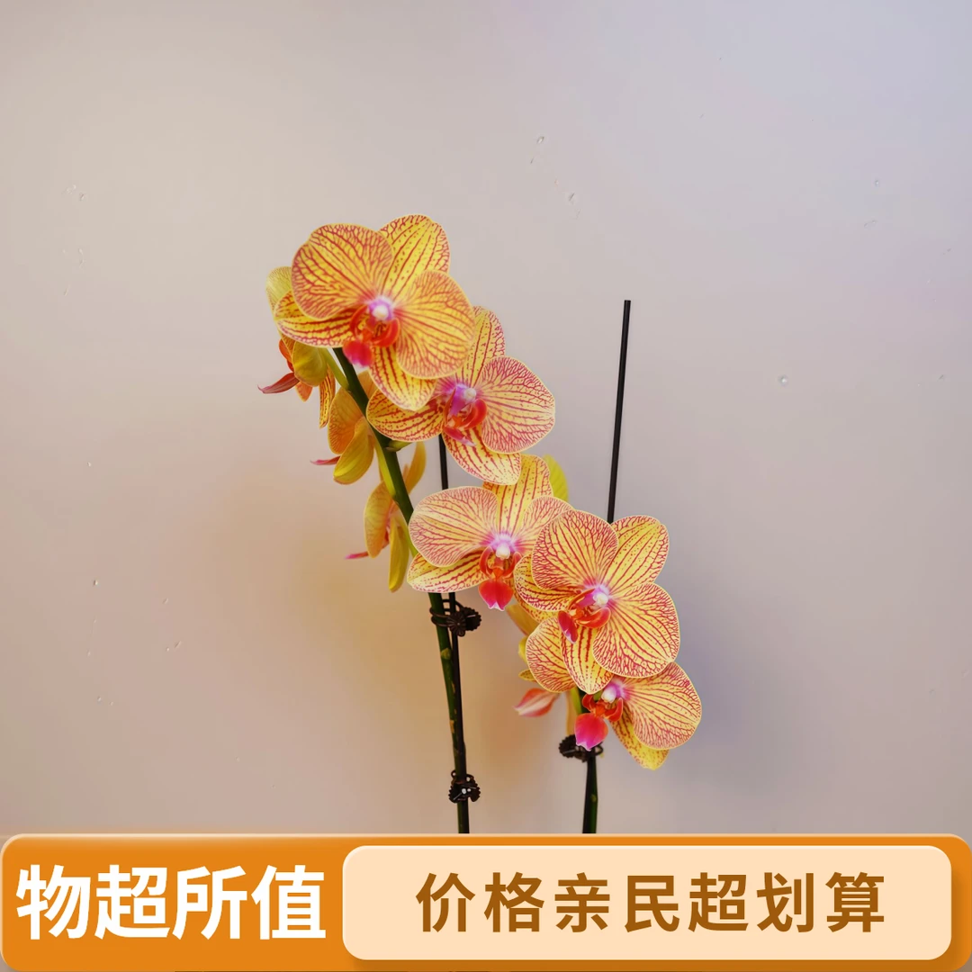 《明兰基地》蝴蝶兰【黄金甲】带花带花苞发货