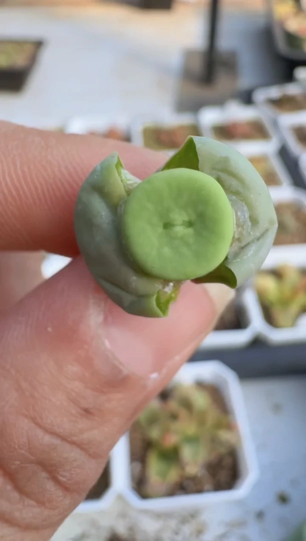 【闪购商品】8--42