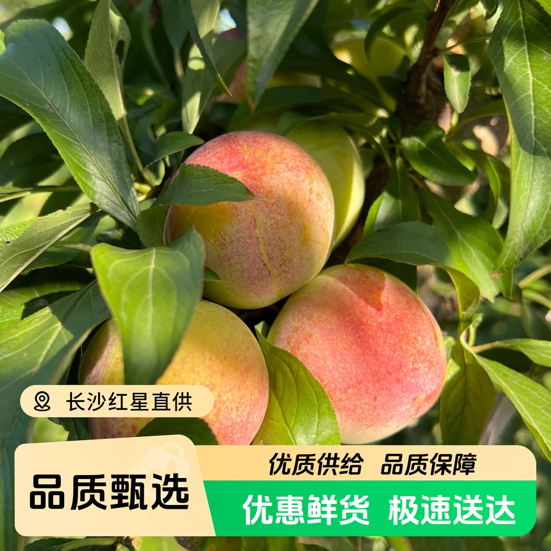 [顺丰包邮]八宝丹李子新鲜自然成熟采摘当季新鲜正宗湖北随州八宝李2-5斤湖北省