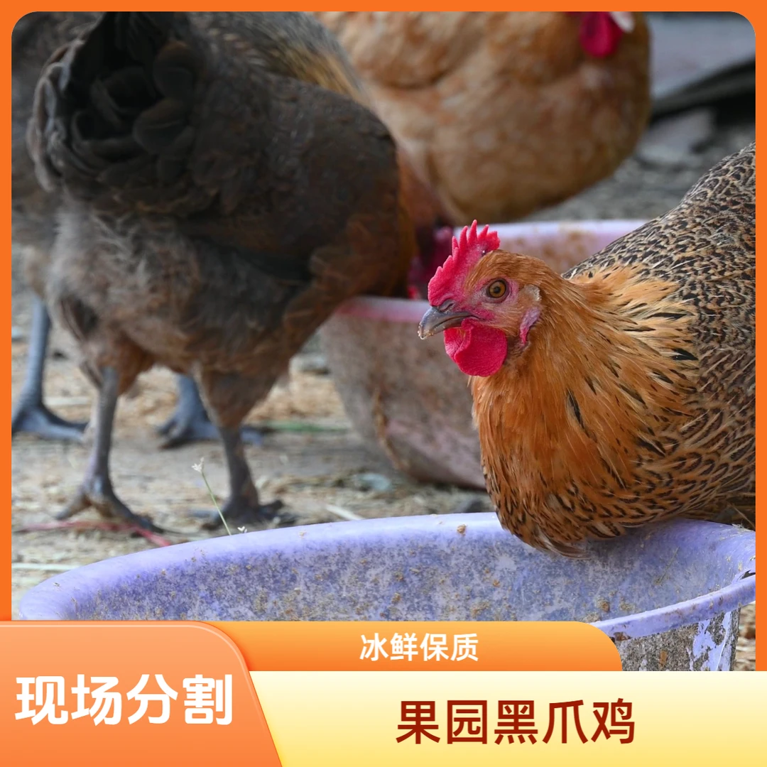 果园黑爪鸡  约2.5公斤（单只可分割）烧烤食材