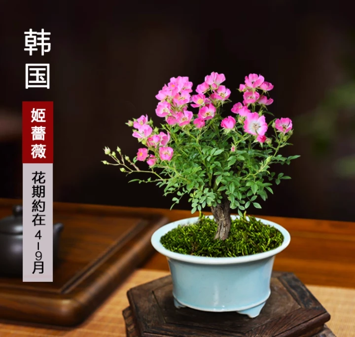 韩国姬蔷薇老桩藤本植物姬月季盆景好养迷你小盆栽微景观植物花卉
