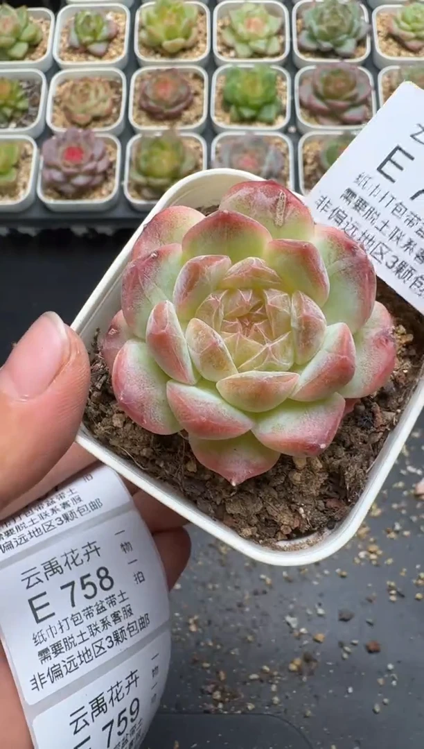756E云禹多肉植物 带盆土纸巾打包 3颗包邮