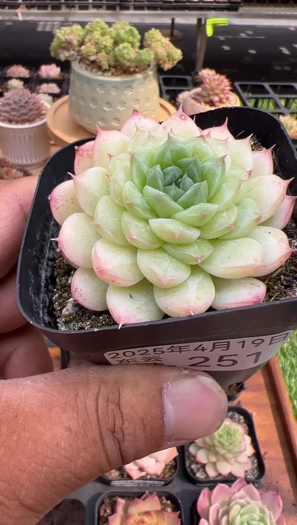 东云多肉园二店-251