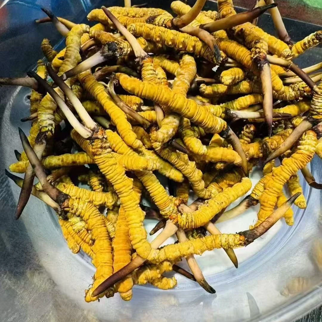 【小草】头茬鲜草上市顺丰发货另外燕窝定制100g起