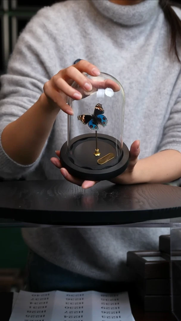 翠蓝眼蛱蝶玻璃罩款