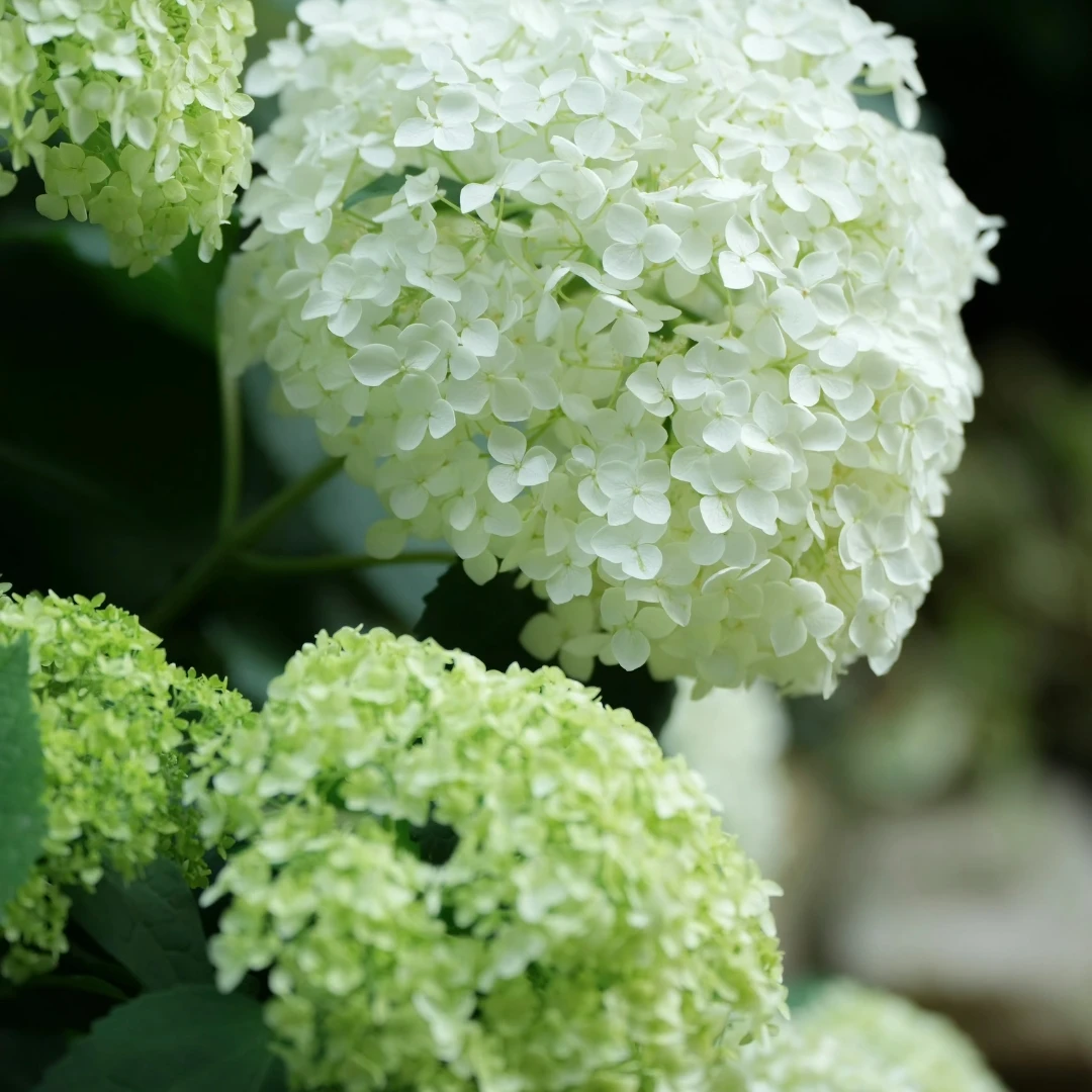 绣球无敌贝拉安娜  3加仑 （张）花苞发货 花卉盆栽