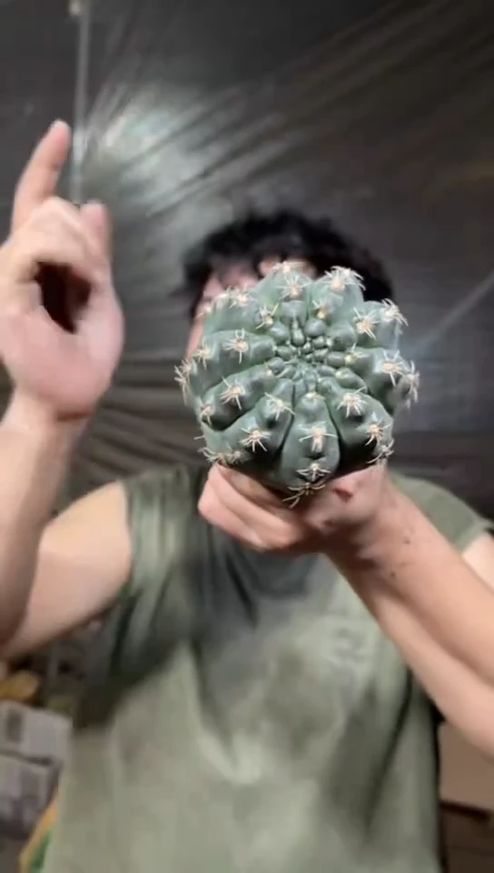 实生根 绯花玉 7-10cm