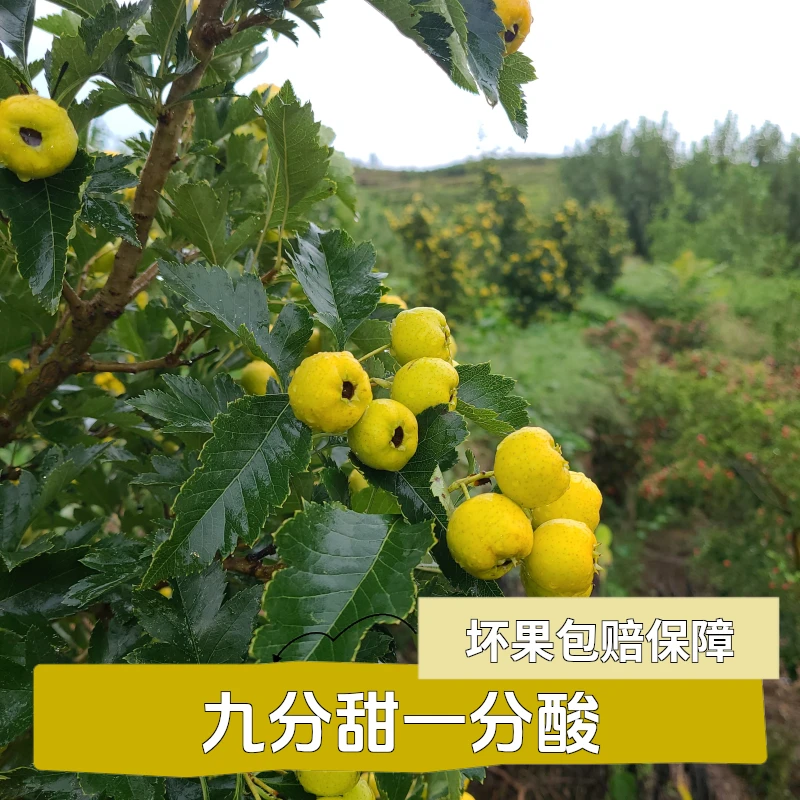 稀奇水果沂蒙山黄金如意黄甜山楂九分甜一分酸(试吃五颗)