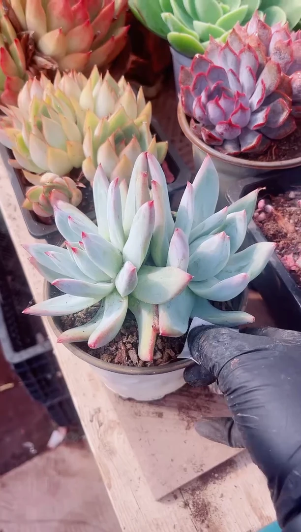 我***?多肉植物一物一拍05172