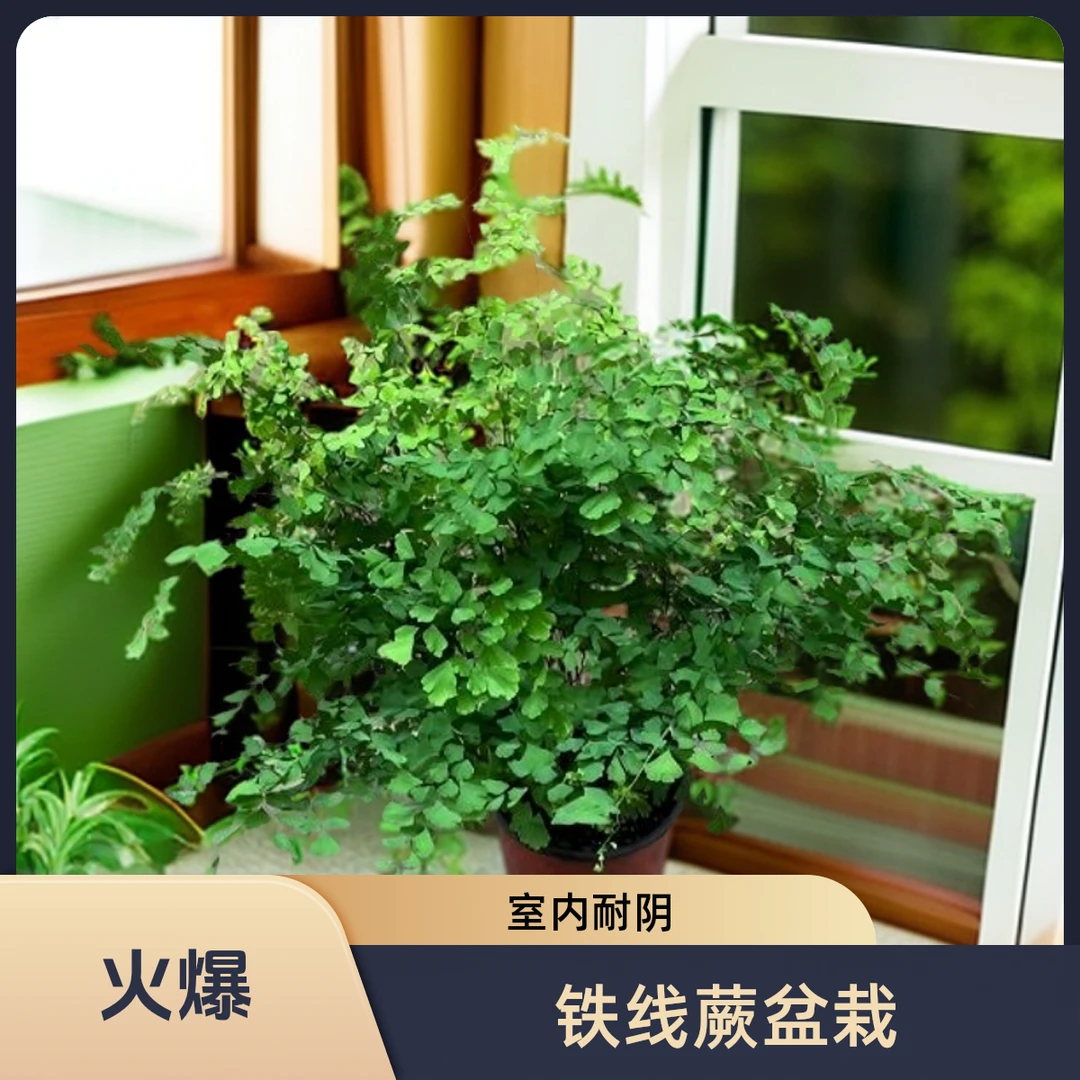 【拍前联系不耐高温】铁线蕨盆栽室内耐阴喜湿观叶植物