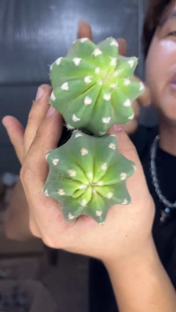 10颗 实生根 短毛丸