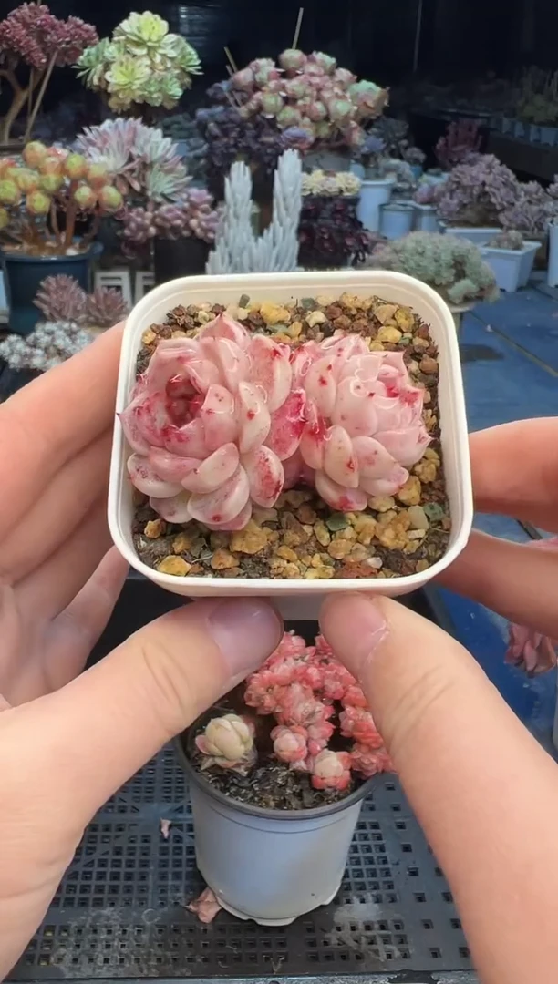 【闪购商品】633不带盆