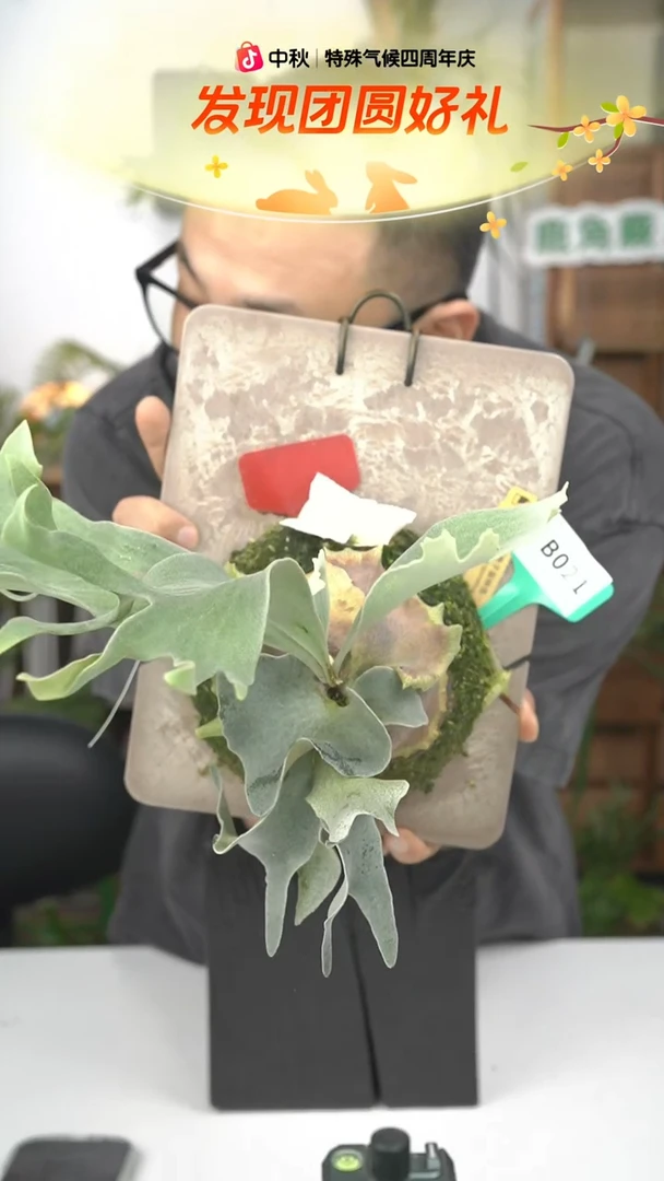 不开花植物B021-银华孢子苗（金标特选）