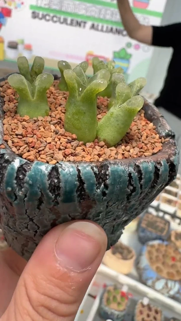 241多肉植物肉锥冰满满一颗