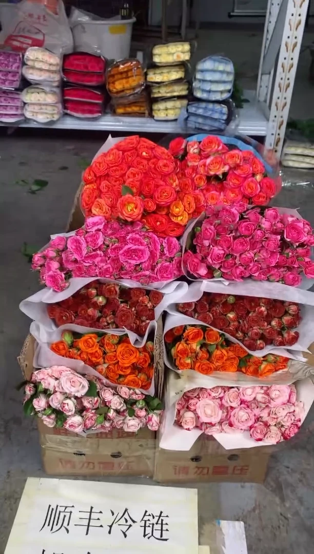 橙色芭比10枝+折射10枝+巧克力10枝+苏菲宝贝10枝+爱丽丝10枝