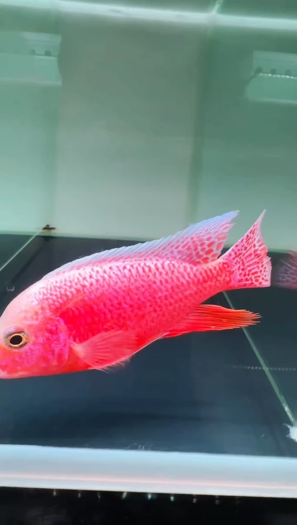 慈鲷鱼N14龙血火焰红10-11cm一条