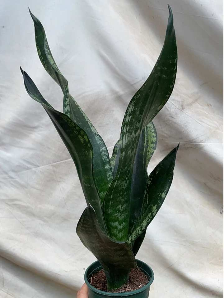 新品繁星虎皮兰懒人易养室内绿植绿植盆栽花卉盆栽净化空吸甲醛