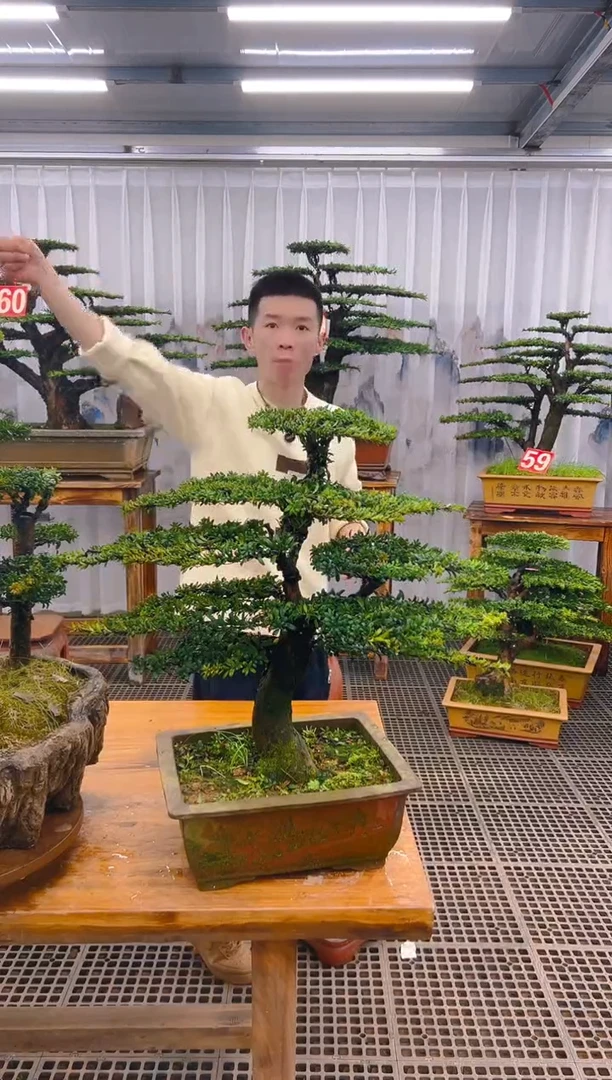 【闪购商品】紫砂精品盆景直播间一物一拍