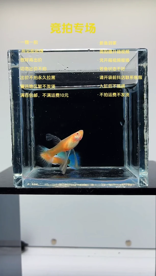 孔雀鱼蓝白绣球一对-10