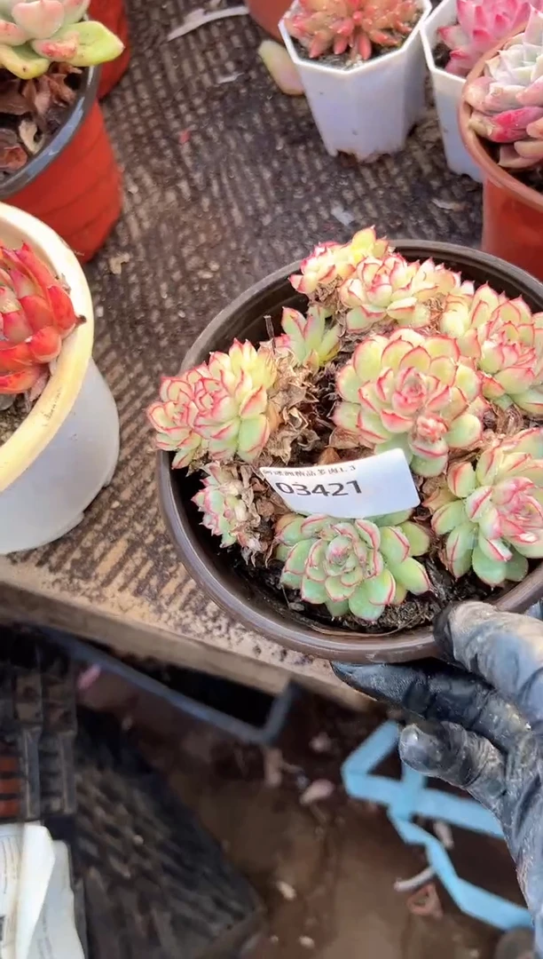 我**塑多肉植物一物一拍03421