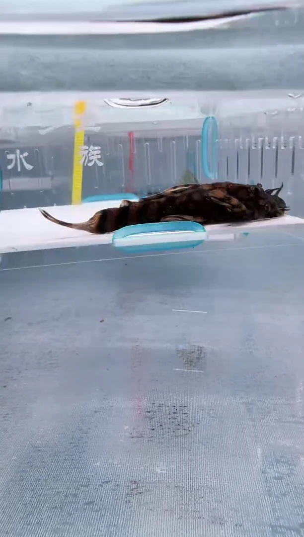 清道夫7不包入缸损37