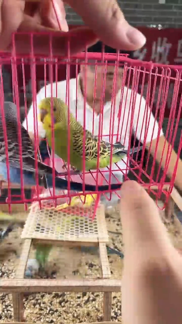 虎皮鹦鹉虎皮鹦鹉