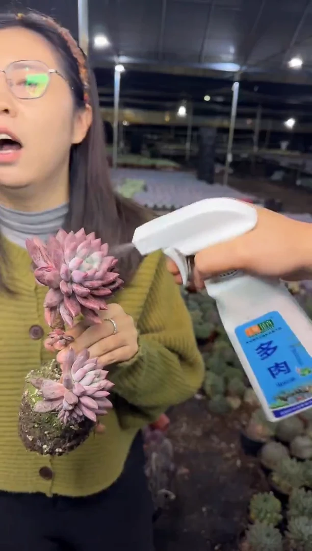 长腿2头起虞美人5.99