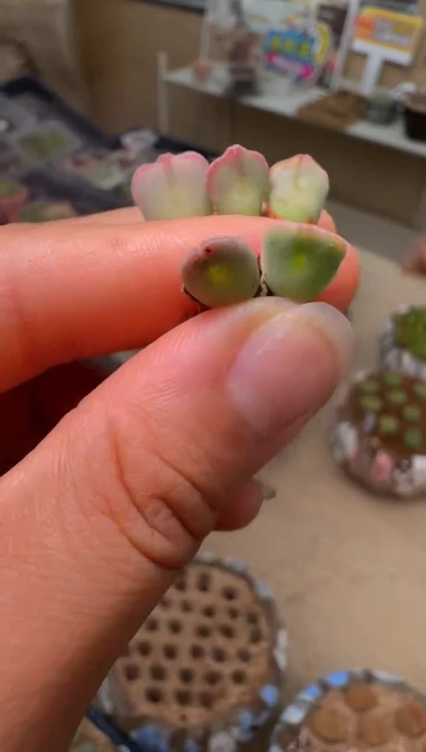 555多肉植物猫耳空蝉一颗