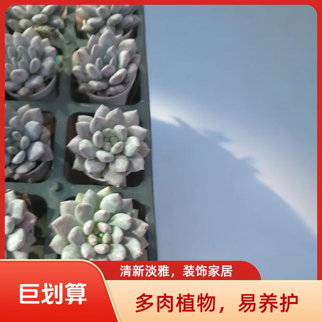 半夏多肉植物盆栽品种好养适合办公室阳台