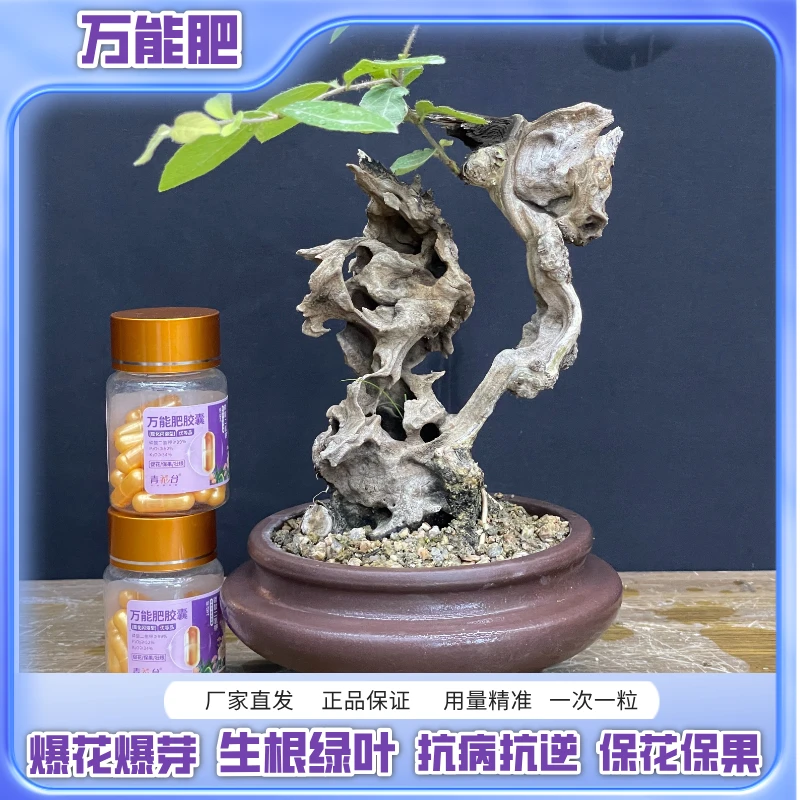爆根爆芽绿叶壮苗保花保果专用叶面肥