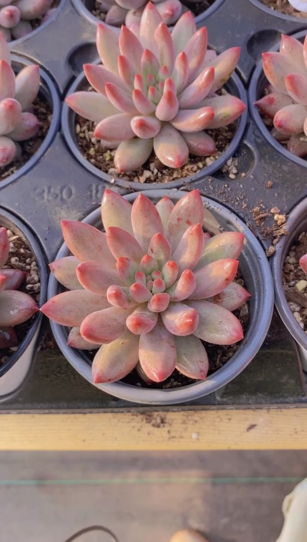 A367-虞美人单头脱土发（量拍）