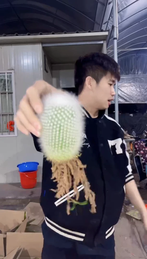 【闪购商品】大单头 白小丁