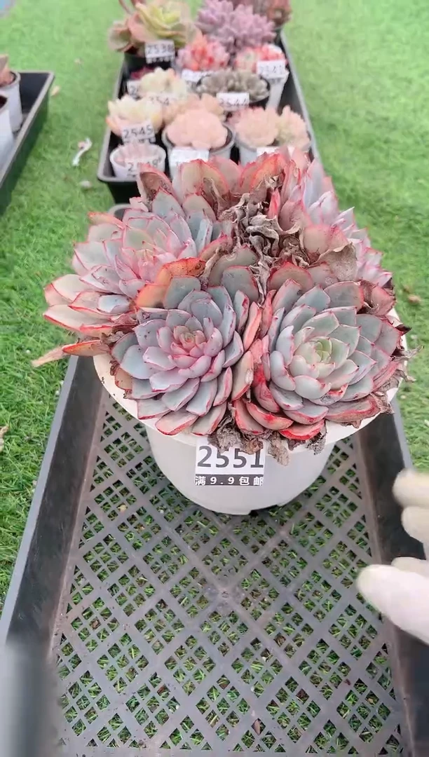 【闪购商品】信福多肉一物一拍