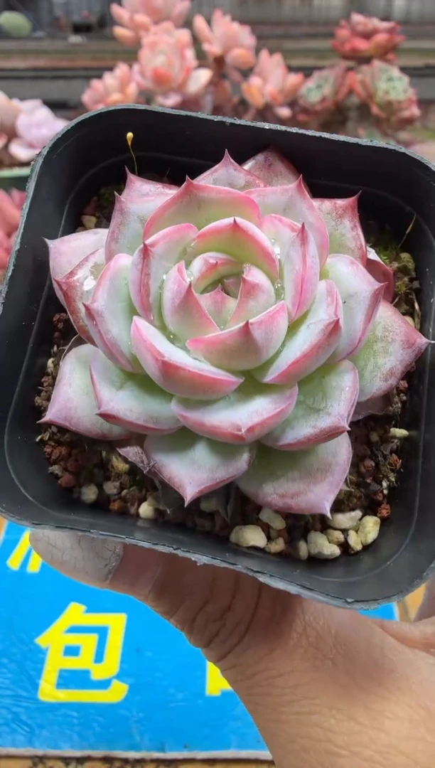 东云多肉园二店-218