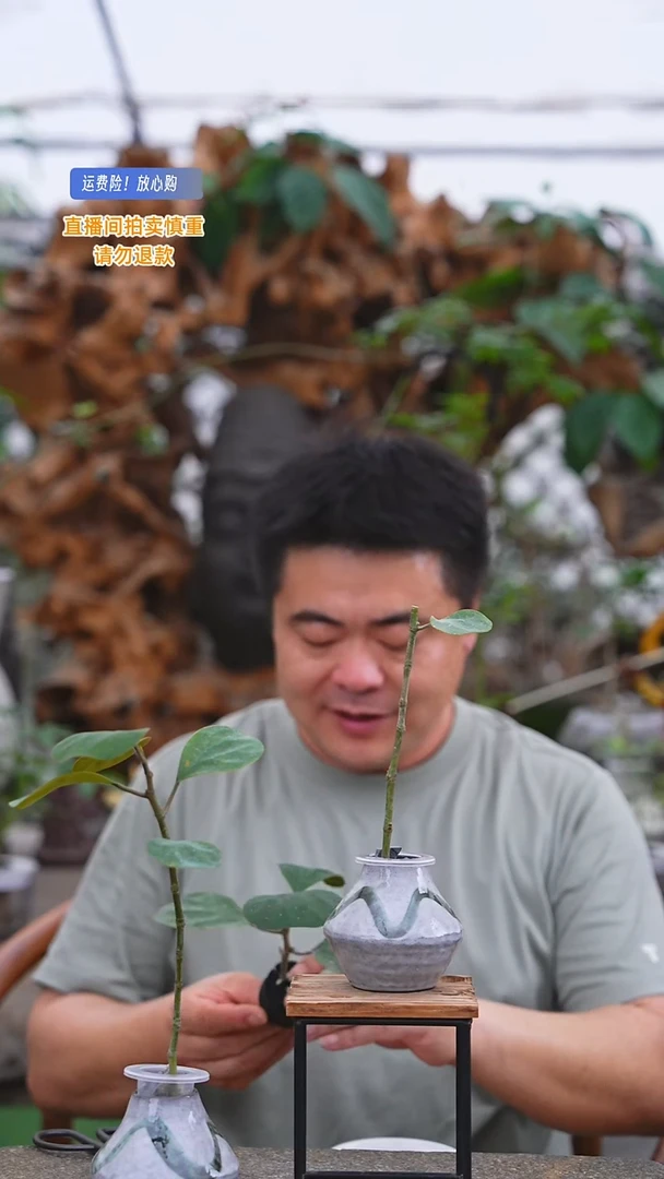 完全开放小盼菩提+瓷器瓶