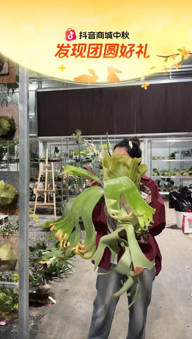 不开花植物L768--godiva母本