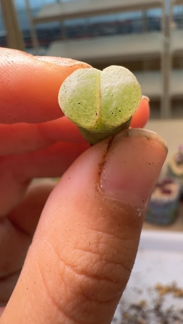 28-24多肉植物肉锥粉女