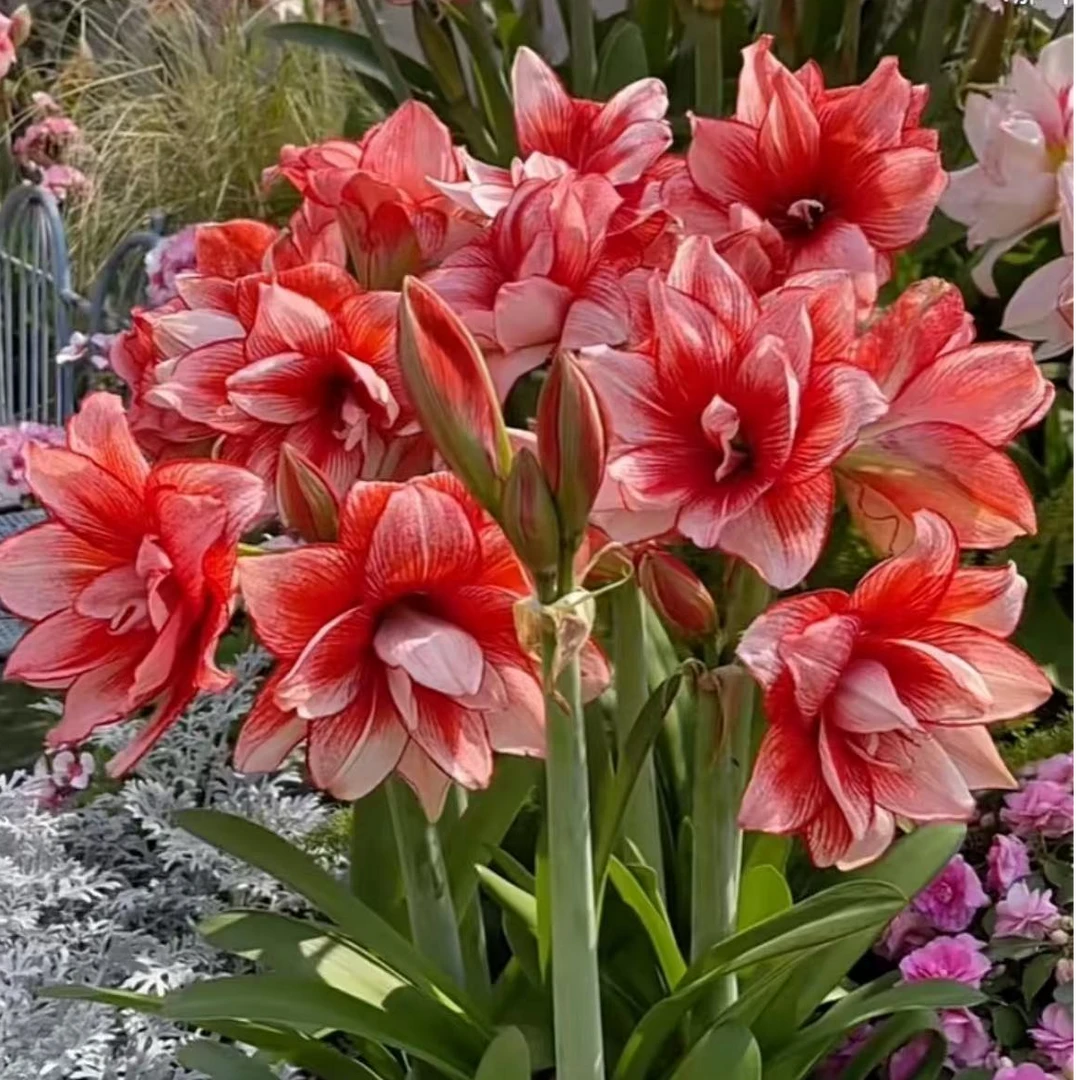 【鬼魅 自然球4-5朱顶红种球重瓣大花室内阳台盆栽观赏花卉