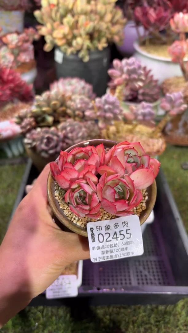 【闪购商品】02455