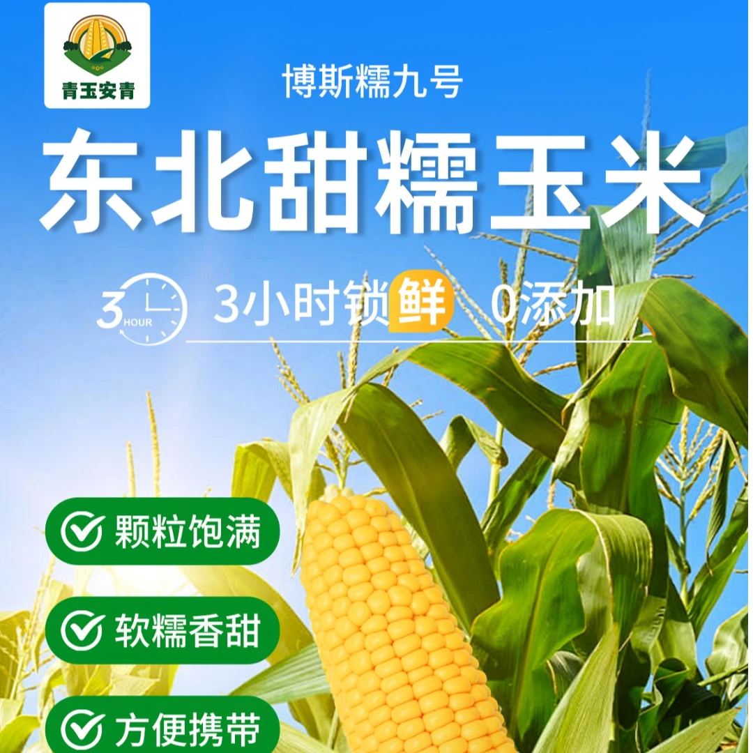 (主播专属)东北头茬博斯黄金糯九(10只装)大棒5~6斤新鲜甜糯玉米