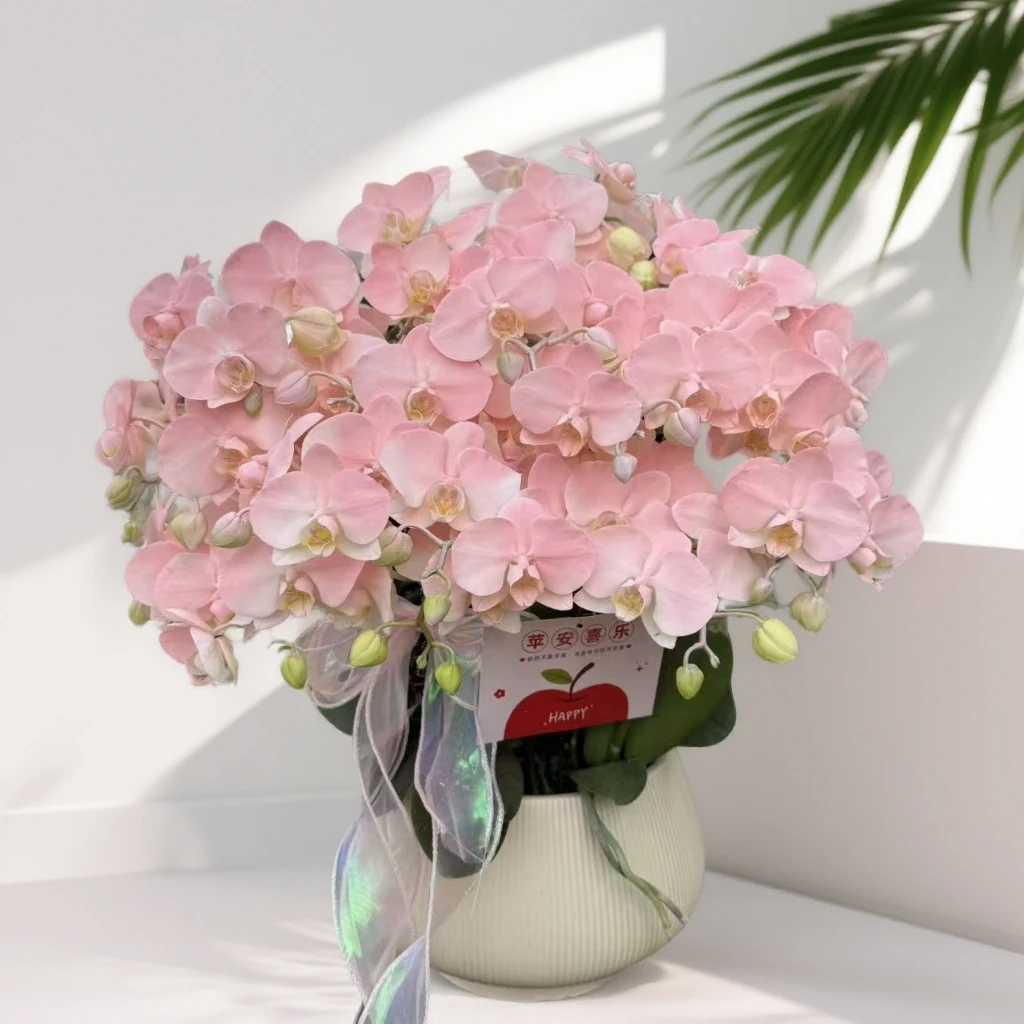 蝴蝶兰《水蜜桃》 小众品种 带香味梦幻色系爆款 特殊工艺植物上色