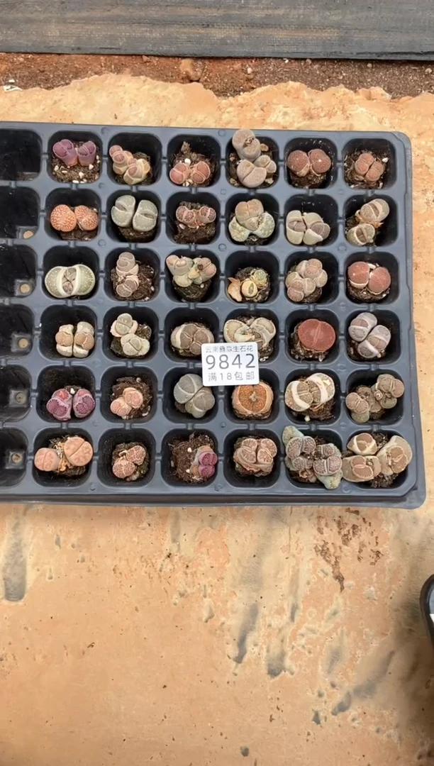 9842特价混合6颗微瑕量拍