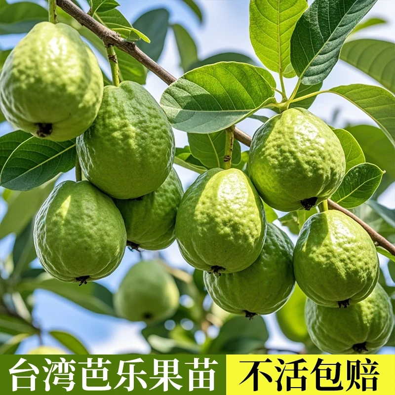 台湾芭乐树苗番石榴苗嫁接软糯脆甜水果苗盆栽地栽易栽培当年结果