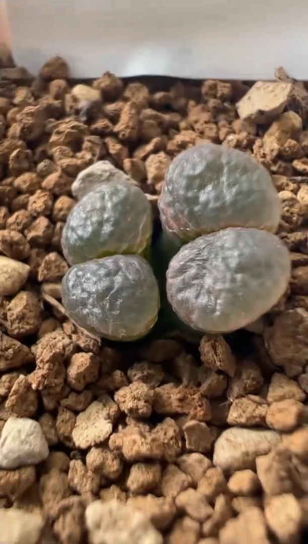 266.。。。。。。。。。。。。。