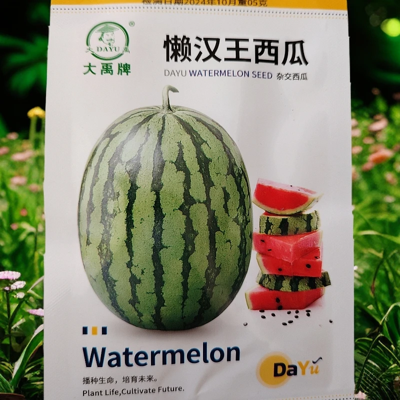 懒汉王西瓜籽50粒左右